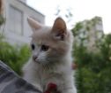 Котята ищут дом в Москве
