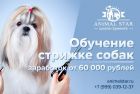 Школа груминга animalstar в Санкт-Петербурге