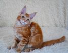 Котята мейн-кун рыжего окраса в Краснодаре