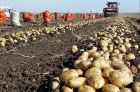 Продаем картофель оптом краснодарский край,картофель оптом в краснодаре.урожай 2019 в Краснодаре
