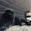 Пропал кот вислоухий темно-серого цвета в Нижнем Тагиле