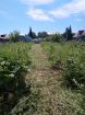 Покос травы триммером и газонокосилкой. в Барнауле