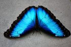 Продажа живых тропических бабочек из коскта рикки  более 30 видов в Омске