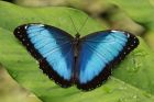 Продажа живых тропических бабочек из коскта рикки  более 30 видов в Омске