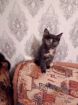 Симпатичные котята в Улан-Удэ