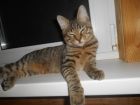 Котятки КУРИЛЬСКОГО БОБТЕЙЛА