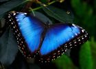 Продажа живых тропических бабочек из коскта рикки  более 30 видов в Оренбурге