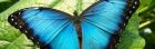 Продажа живых тропических бабочек из коскта рикки  более 30 видов в Оренбурге