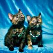 Два ярких котенка ищут хозяев