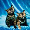 Два ярких котенка ищут хозяев в Москве
