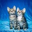 Два котенка в тельняшках в поисках дома в Москве