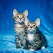 Два котенка в тельняшках в поисках дома в Москве