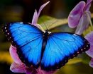 Продажа живых тропических бабочек из коскта рикки  более 30 видов в Казани