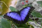 Продажа живых тропических бабочек из коскта рикки  более 30 видов в Казани