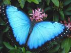 Продажа живых тропических бабочек из африки   более 30 видов в Ростове-на-Дону