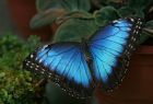 Продажа живых тропических бабочек из кении более 30 видов в Южно-Сахалинске