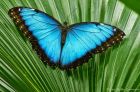 Продажа живых тропических бабочек из коскта рикки  более 30 видов в Южно-Сахалинске