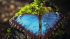 Продажа живых тропических бабочек изфилиппин  более 30 видов в Южно-Сахалинске