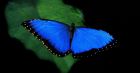 Продажа живых тропических бабочек изфилиппин  более 30 видов в Южно-Сахалинске