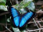 Продажа живых тропических бабочек из южной америки  более 30 видов в Самаре