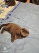 Продам чистокровных котят в Иркутске