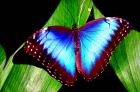 Продажа живых тропических бабочек изфилиппин  более 30 видов в Ростове-на-Дону