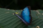 Продажа живых тропических бабочек из южной америки  более 30 видов в Чите