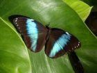 Продажа живых тропических бабочек из кении более 30 видов в Чите