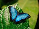 Продажа живых тропических бабочек из африки   более 30 видов в Чите