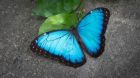 Продажа живых тропических бабочек из африки   более 30 видов в Чите