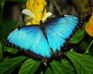 Продажа живых тропических бабочек из африки   более 30 видов в Хабаровске