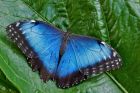 Продажа живых тропических бабочек из южной америки  более 30 видов в Хабаровске