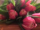 Тюльпаны оптом из голландской теплицы borst и triflor в Иркутске