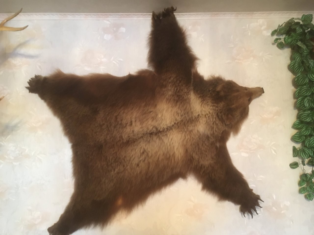 Кому продать легендарную шкуру. САФУ медведь. Шкура розового медведя в лесу. Шкуры Якутска. Постельное белье медведи на севере шоп 24.