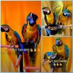 Сине желтый ара (ara ararauna) - ручные птенцы из питомника в Москве
