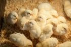 Суточные цыплята бройлеры в Нижнем Тагиле
