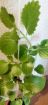 Комнатная мята- полезное домашнее растение, приправа, антимоль, освежает воздух в Санкт-Петербурге