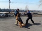 Обучение собак на прикладную защиту в Новокузнецке