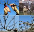 Обрезка плодовых деревьев воронеж и опрыскивание деревьев в Воронеже