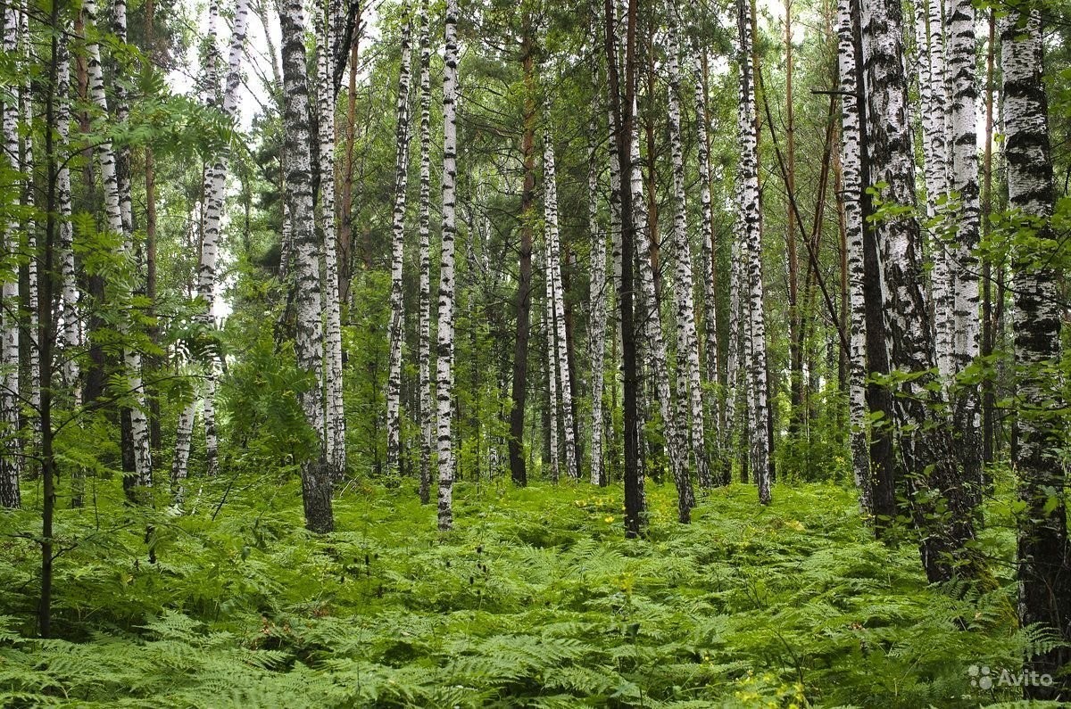Хвойно мелколиственные. Хвойно-мелколиственные леса. Лесная зона. Смешанный лес. Леса европейской части России.
