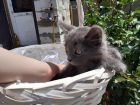 Котята в добрые руки в Ростове-на-Дону