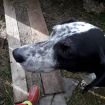 Щенки-метисы охотничей собаки пойнтер в Твери