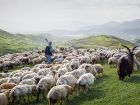 Крс овцематки баранчики и ярочки в Ставрополе