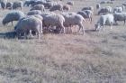 Крс овцематки баранчики и ярочки в Ставрополе