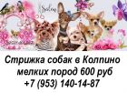 Стрижка собак в колпино в Санкт-Петербурге