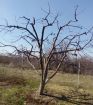Обрезка деревьев ямное воронеж и опрыскивание от вредителей в ямном воронежской области в Воронеже
