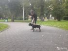 Дрессировка собак в Калининграде