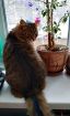 Срочно ищет дом кошка в Москве