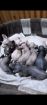 Котята породы бамбино, эльф, двэльф, сфинкс в Саратове