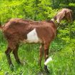 Англо-нубийские козы в Краснодаре